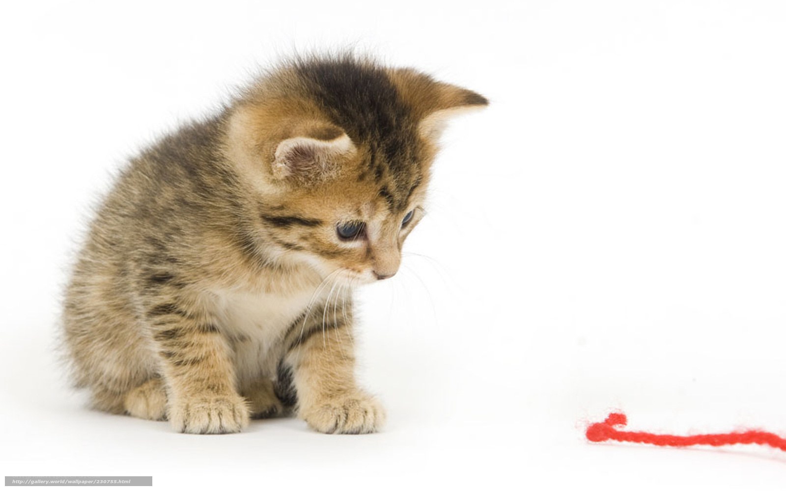 kitten with red yarn