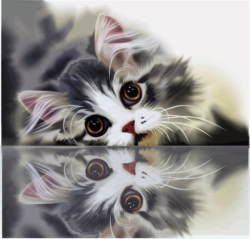 kitten with reflection