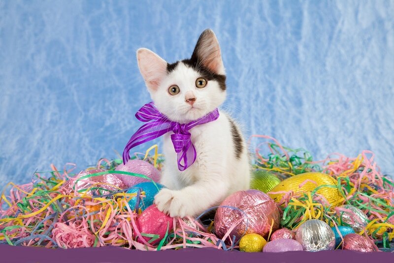Kitten with Ribbon