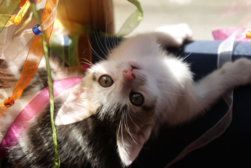 Kitten with Ribbons — White, Playful, Afternoon