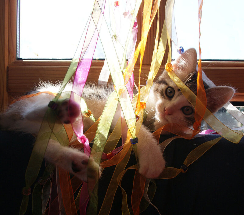Kitten with Ribbons — White