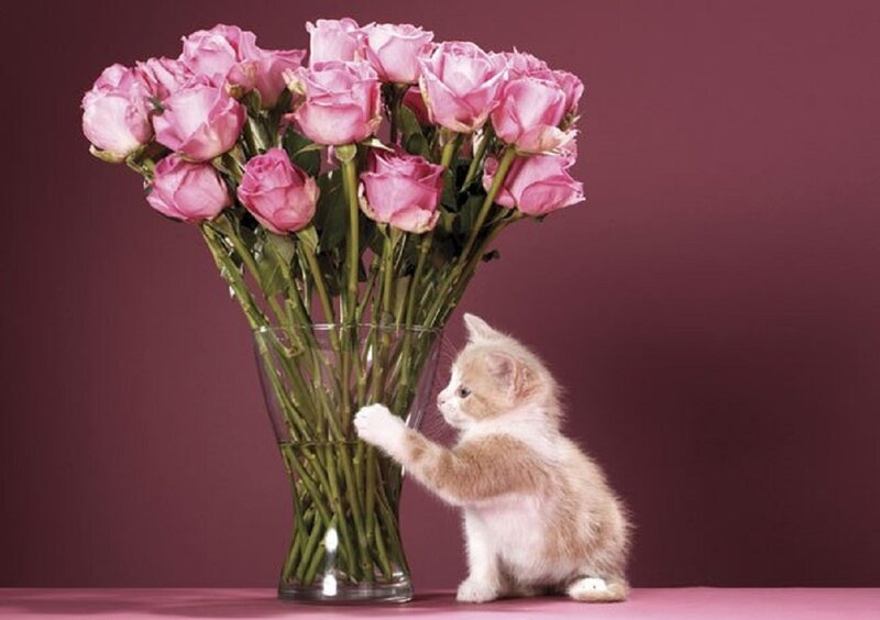Kitten with Roses — Pink