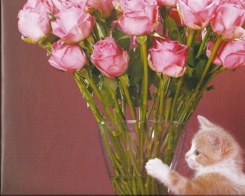 Kitten with Roses