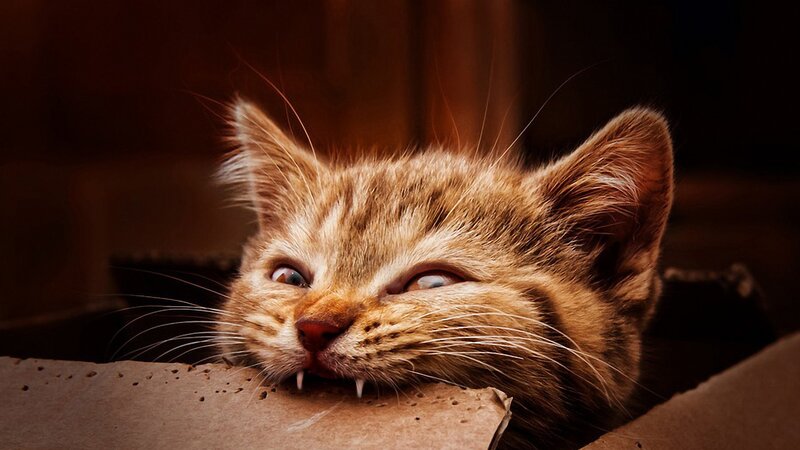 Kitten with Sharp Teeth — Brown