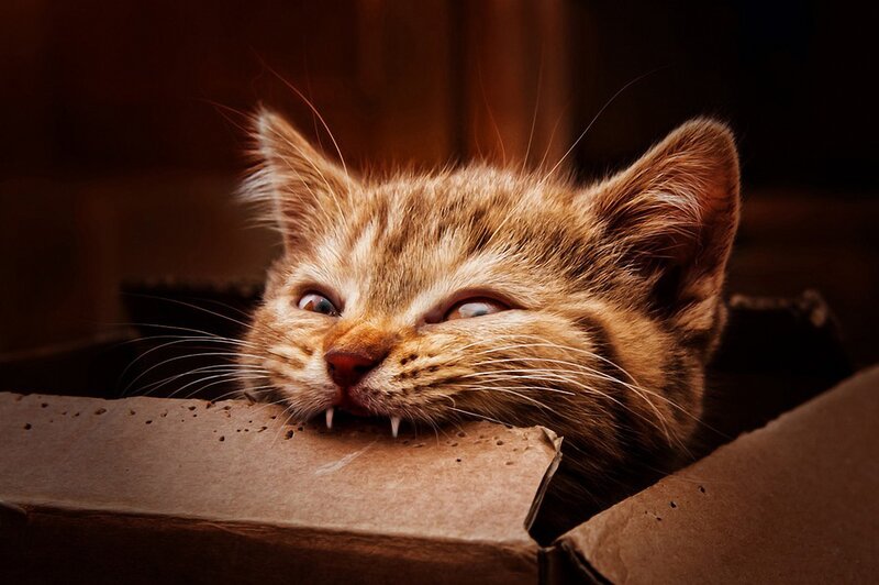 kitten with sharp teeth