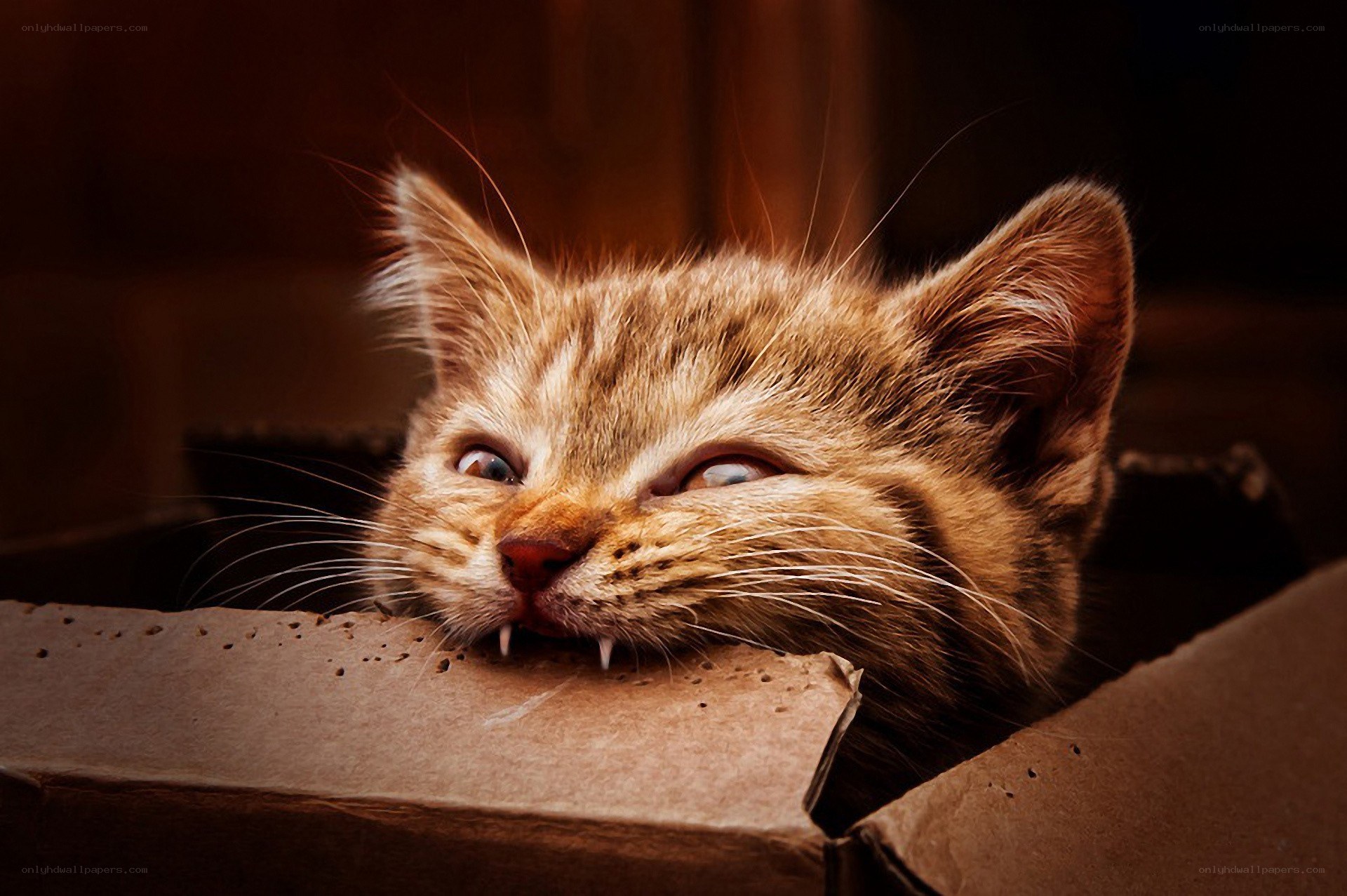 kitten with sharp teeth