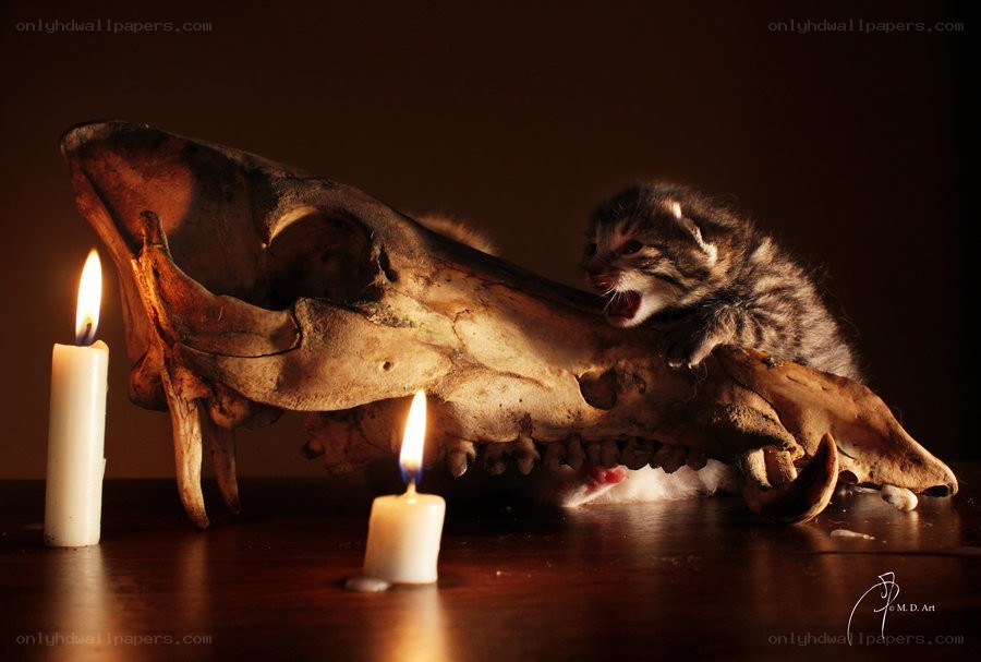 Kitten with skull and candles