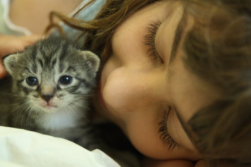 Kitten with Sleeping Person