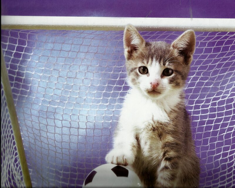 Kitten with Soccer Ball — Purple