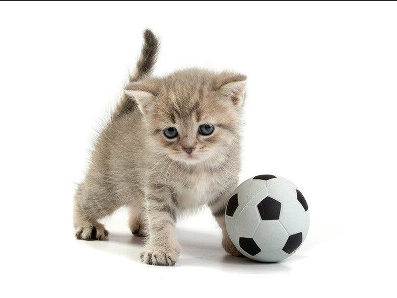 Kitten with Soccer Ball