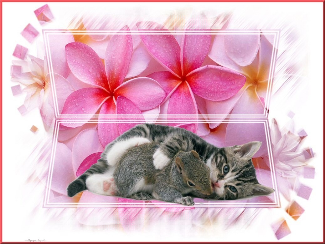 kitten with squirrel on flowers