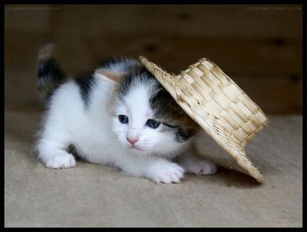 kitten with straw hat