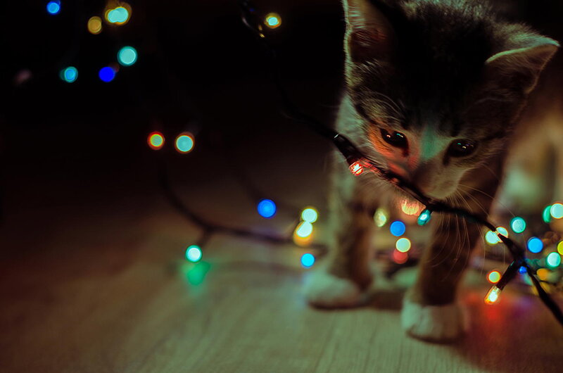 Kitten with String Lights