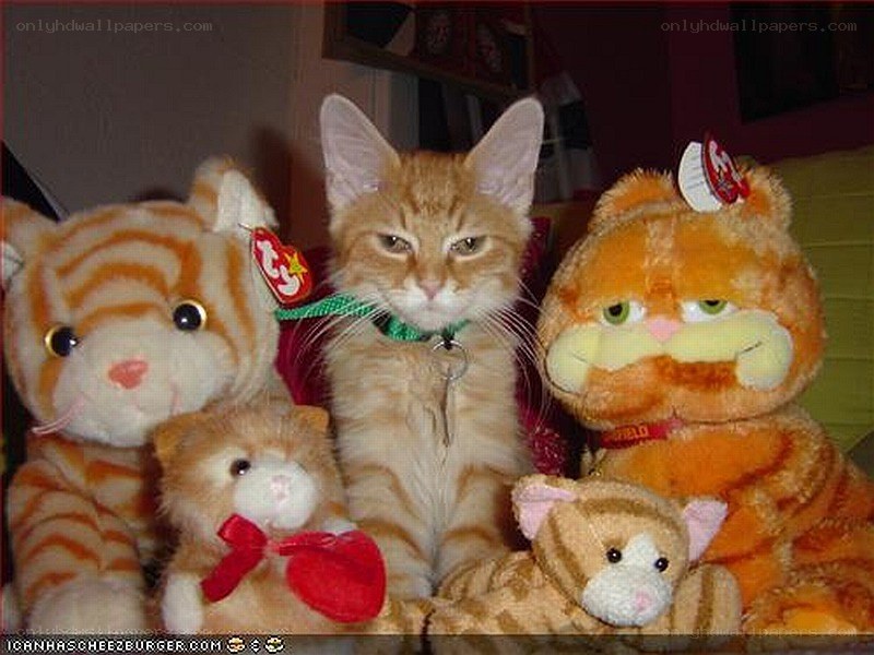 kitten with stuffed animals