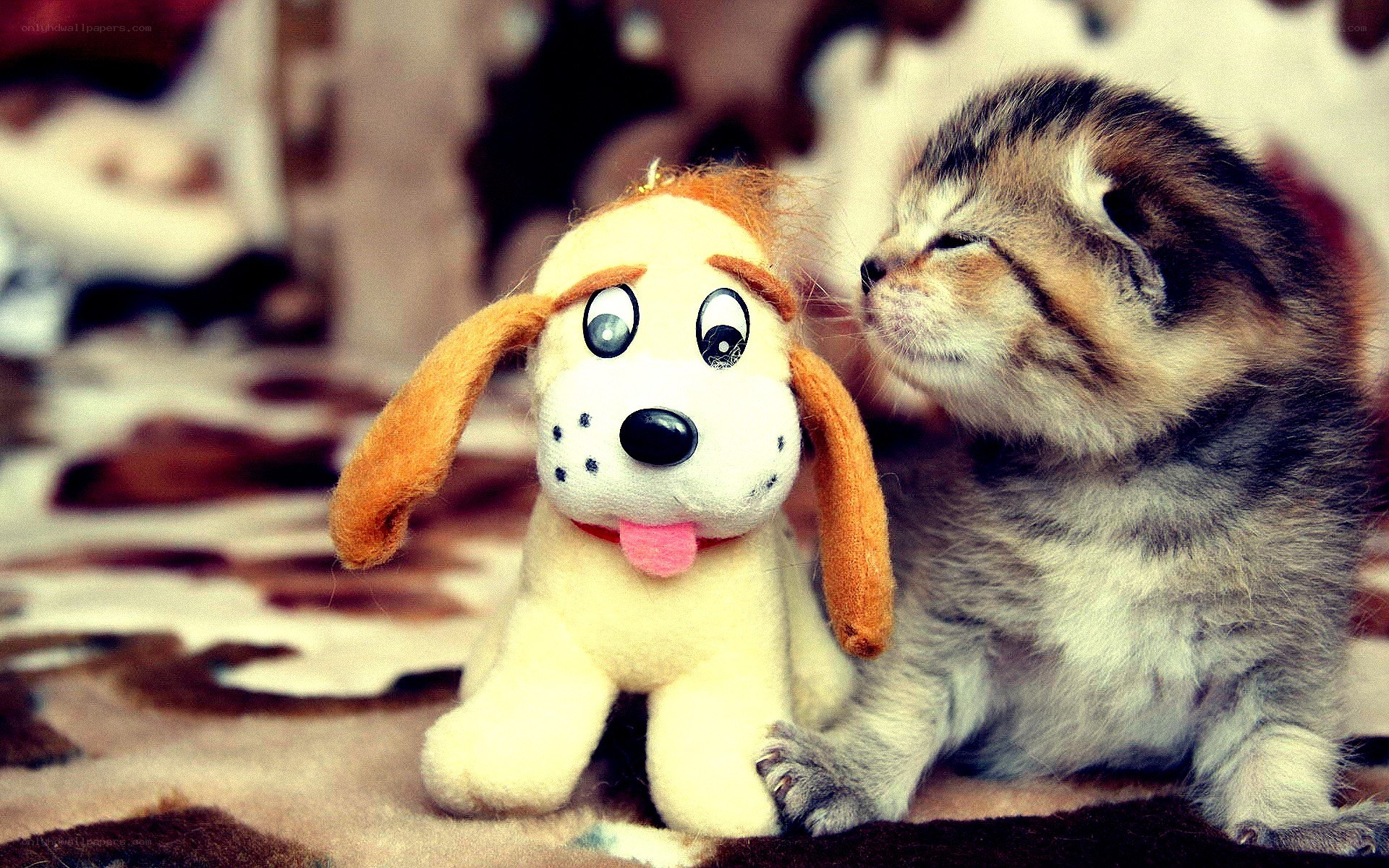kitten with stuffed dog toy