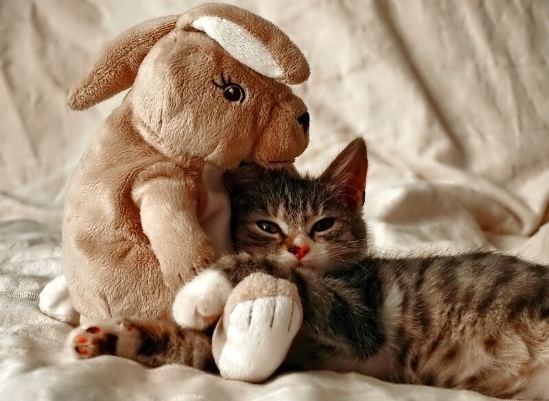 Kitten with Stuffed Rabbit