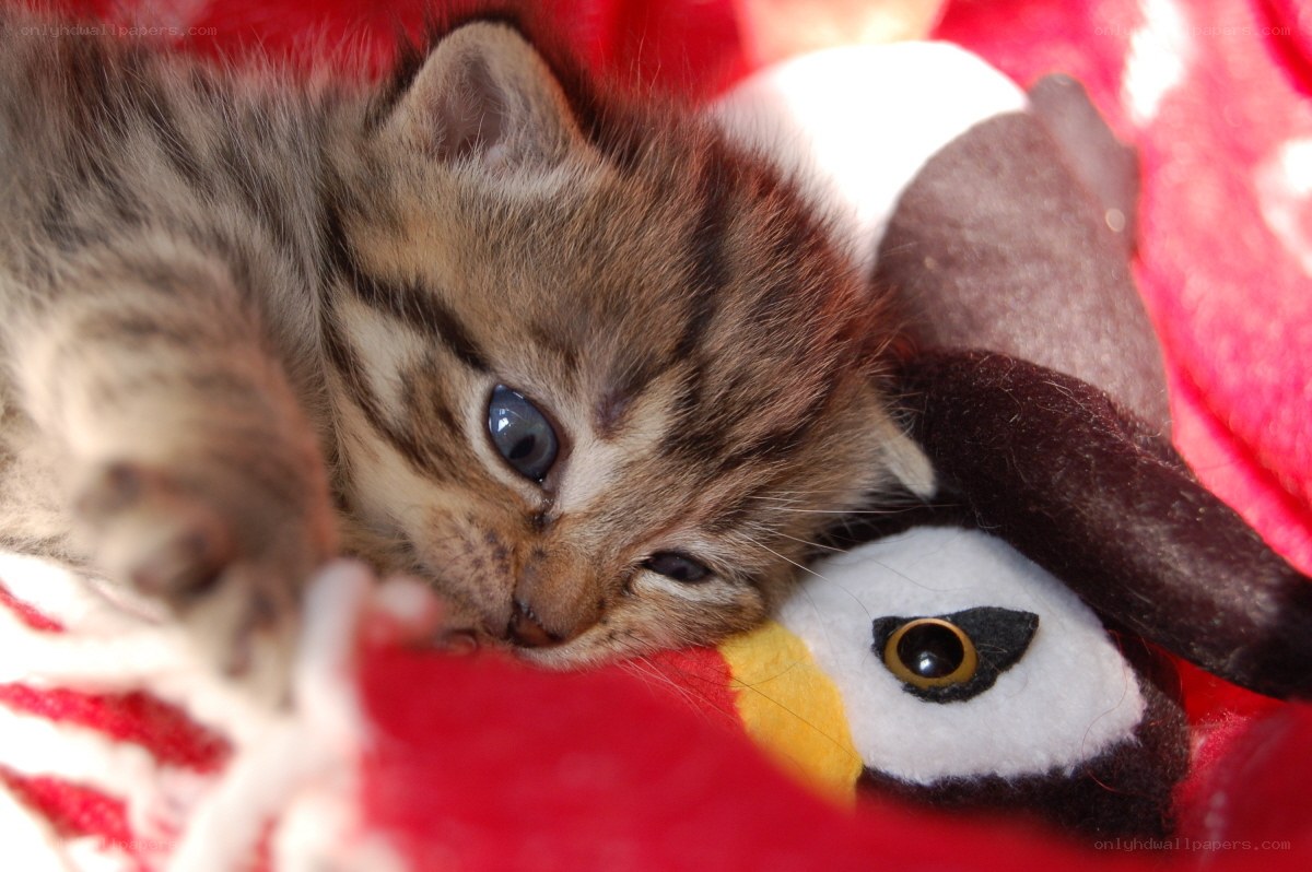 kitten with stuffed toy