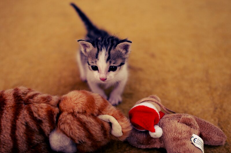 Kitten with Stuffed Toys