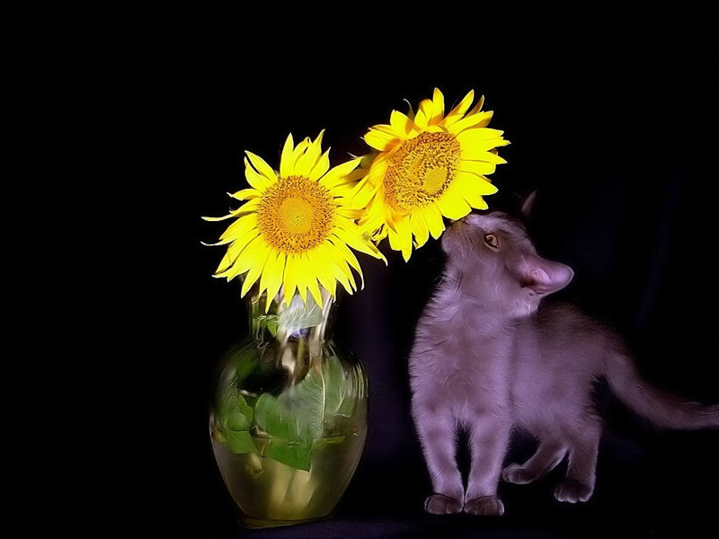 kitten with sunflowers