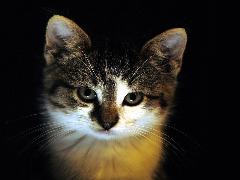 Kitten with Tabby Markings — Black