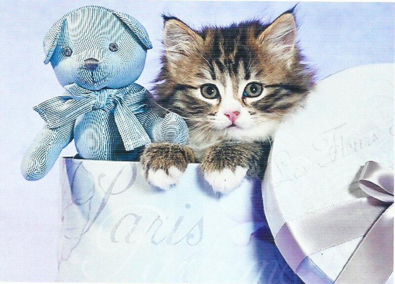 Kitten with Teddy Bear — Blue