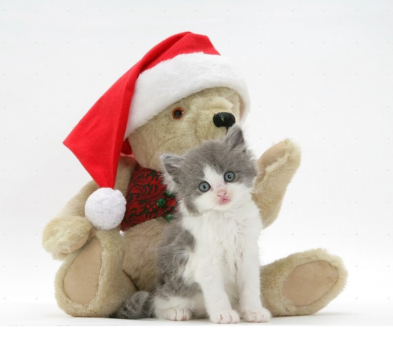Kitten with Teddy Bear — White, Festive