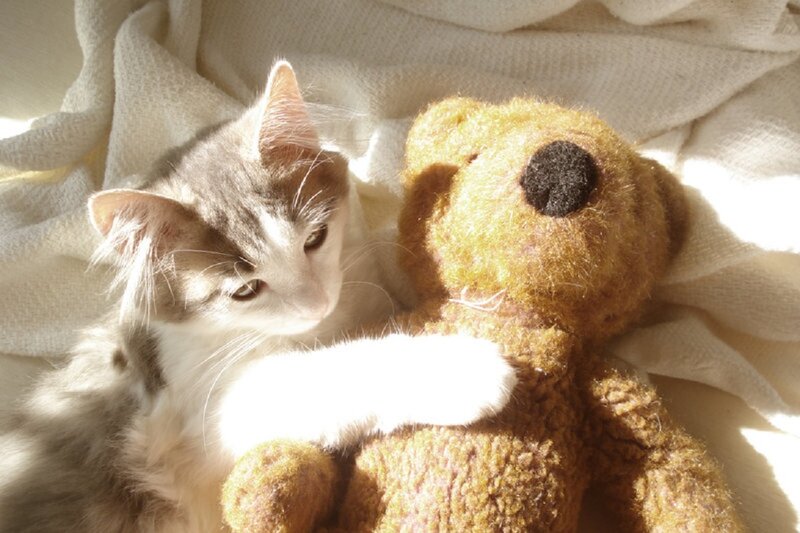 Kitten with Teddy Bear — White