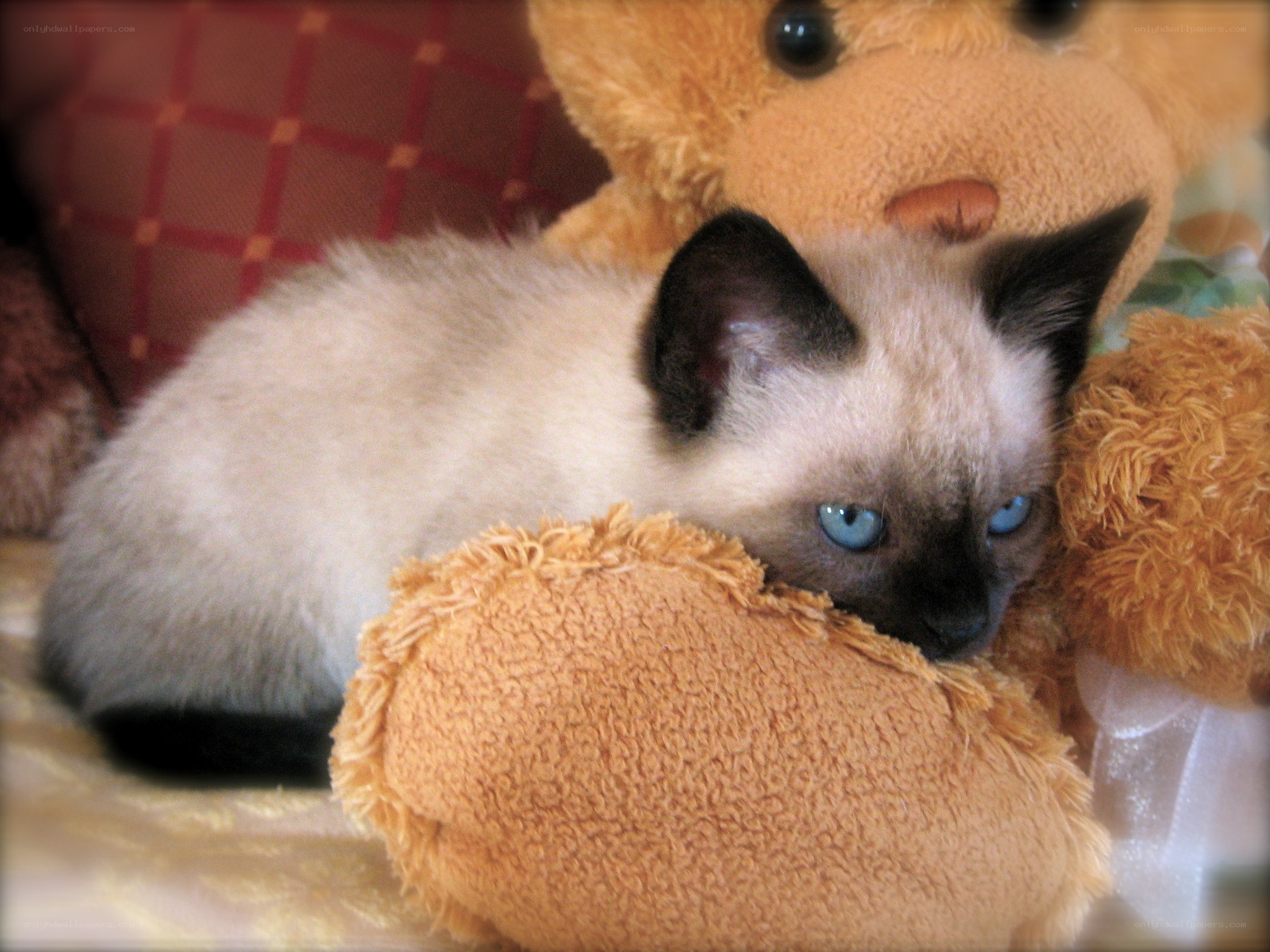 kitten with teddy bear