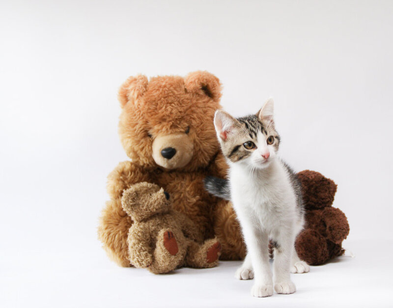Kitten with Teddy Bears