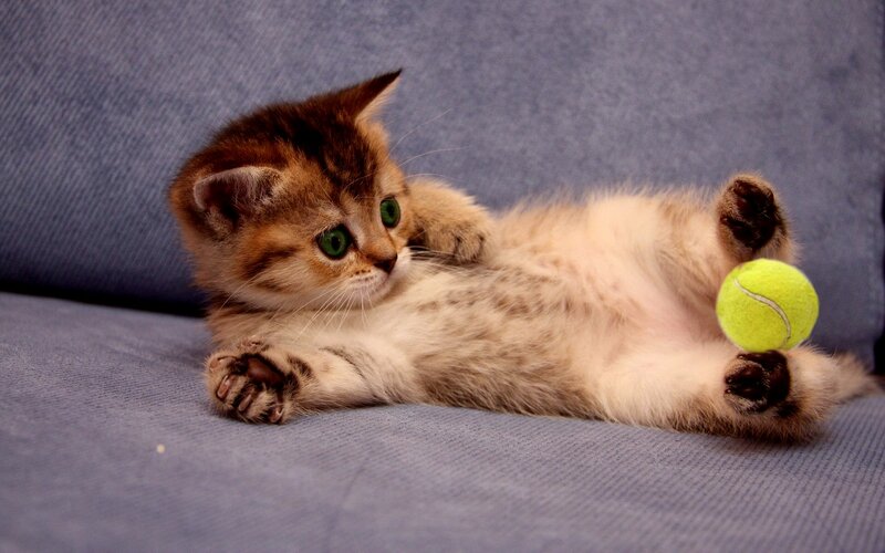 Kitten with Tennis Ball