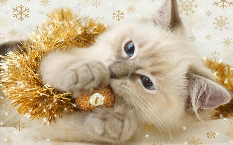 Kitten with Tinsel
