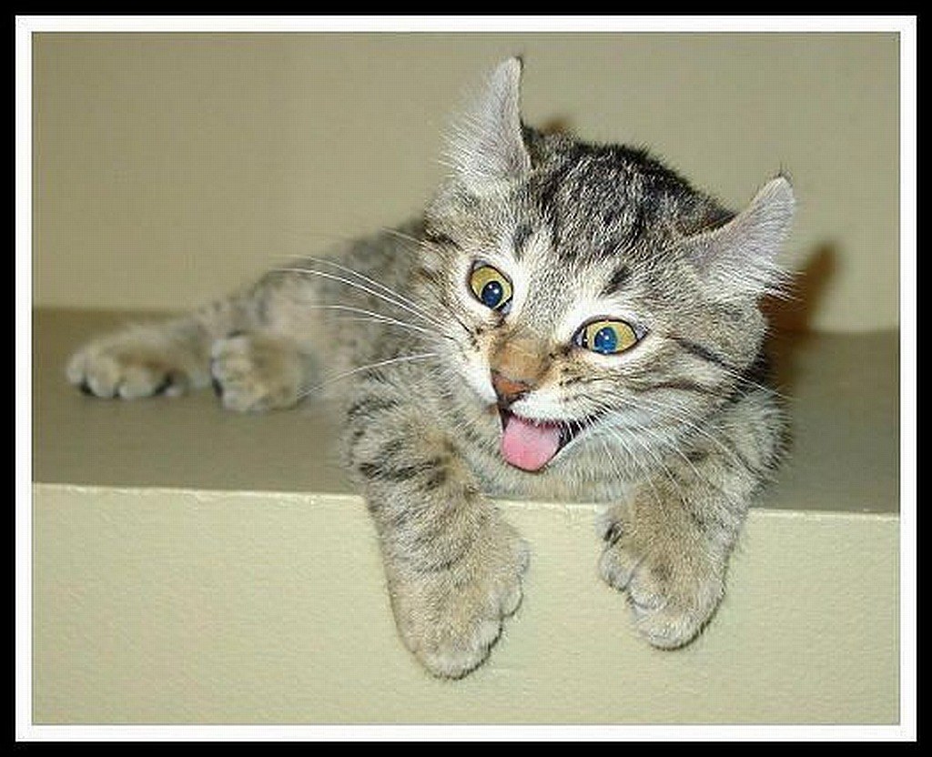 kitten with tongue out