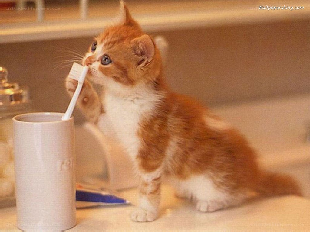 kitten with toothbrush