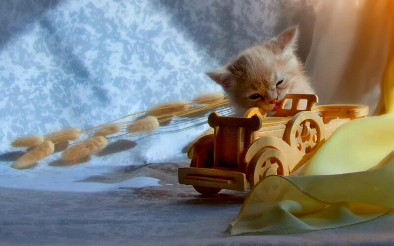 Kitten with Toy Car
