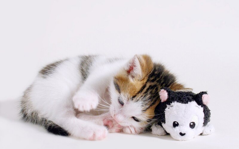 kitten with toy cat