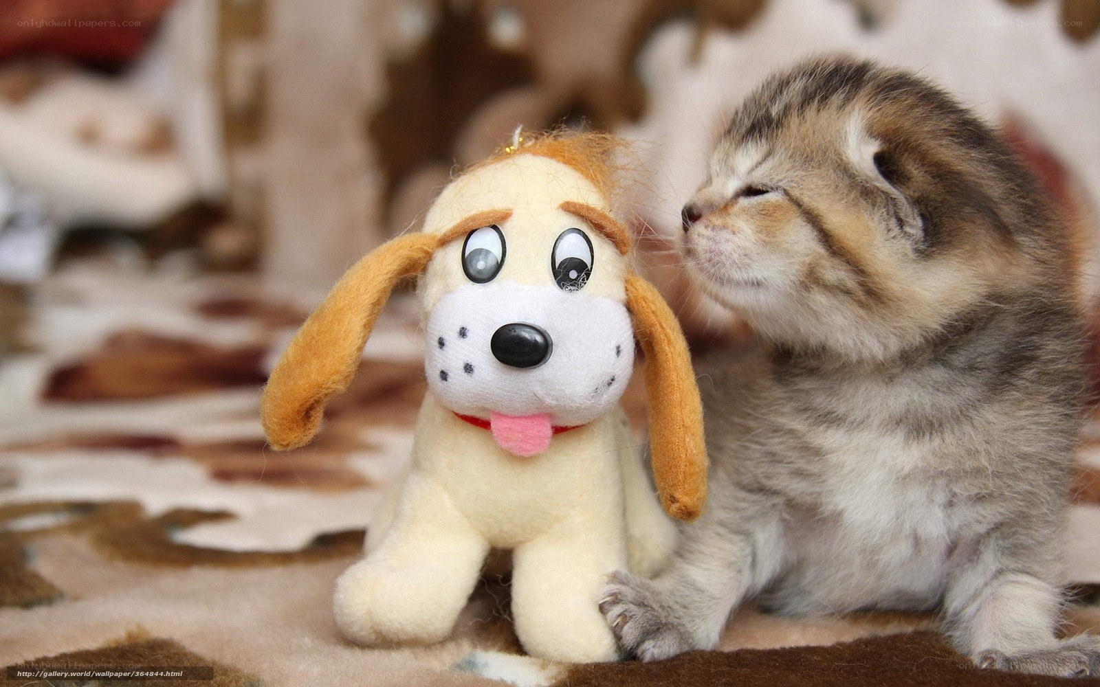 kitten with toy dog