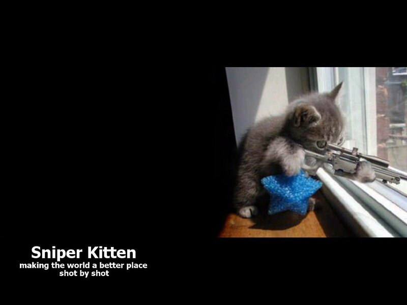 Kitten with Toy Gun — Gray, Humorous