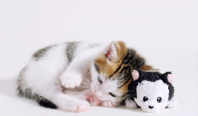kitten with toy on white