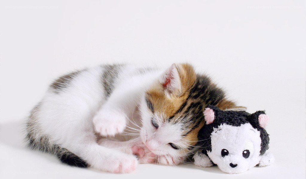 kitten with toy on white