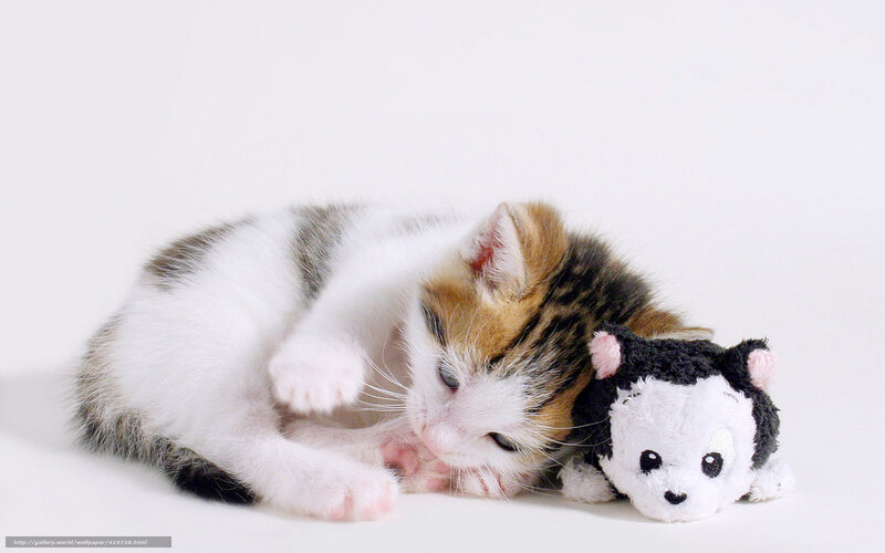 kitten with toy on white