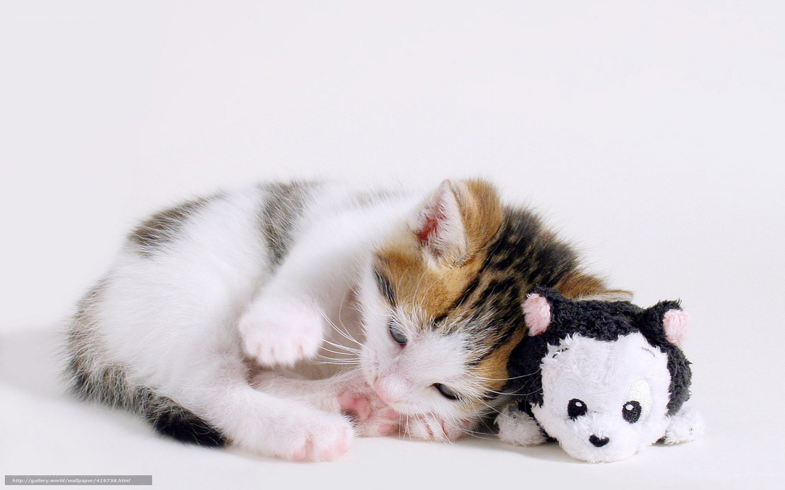 kitten with toy on white