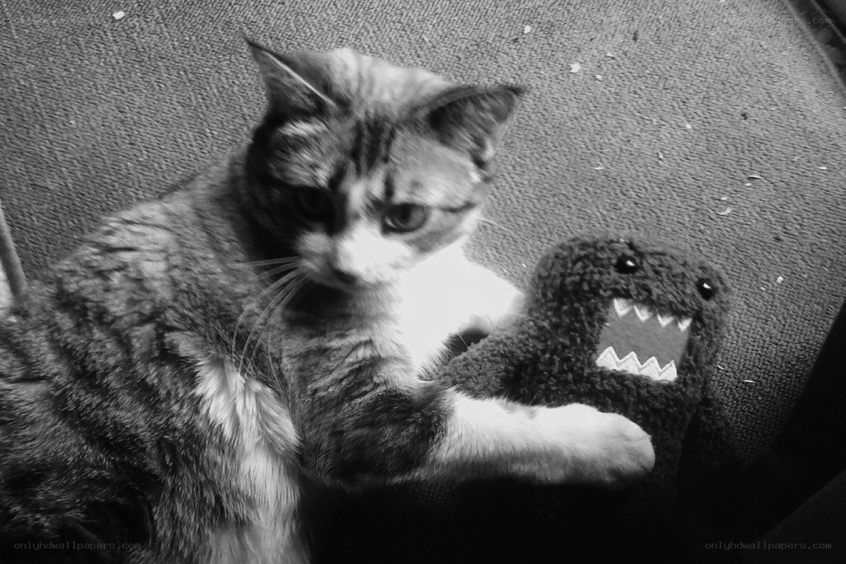 kitten with toy plush