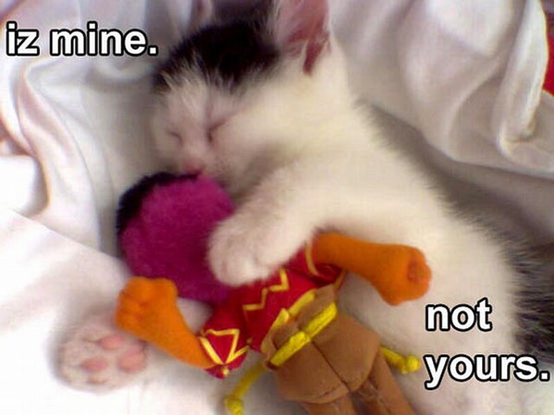kitten with toy