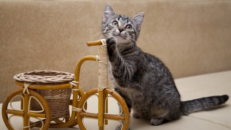 kitten with toy tricycle