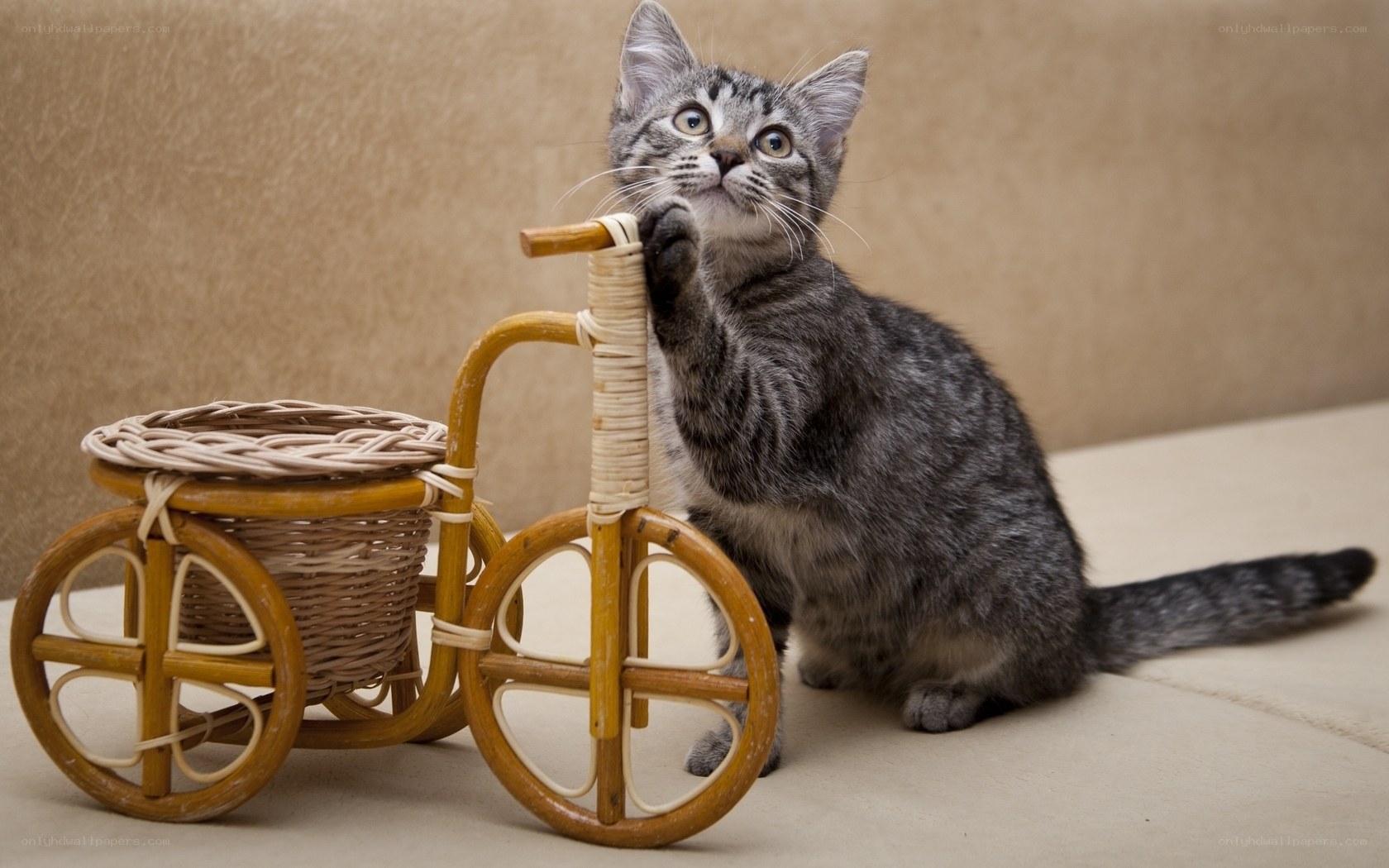 kitten with toy tricycle