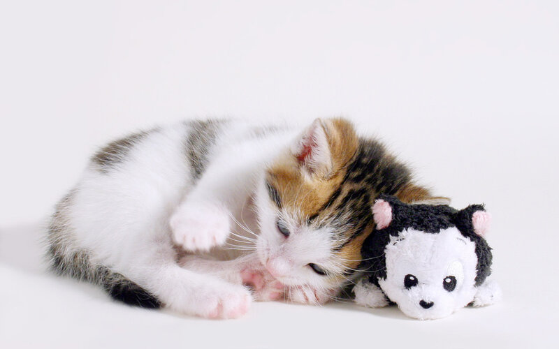 Kitten with Toy — White