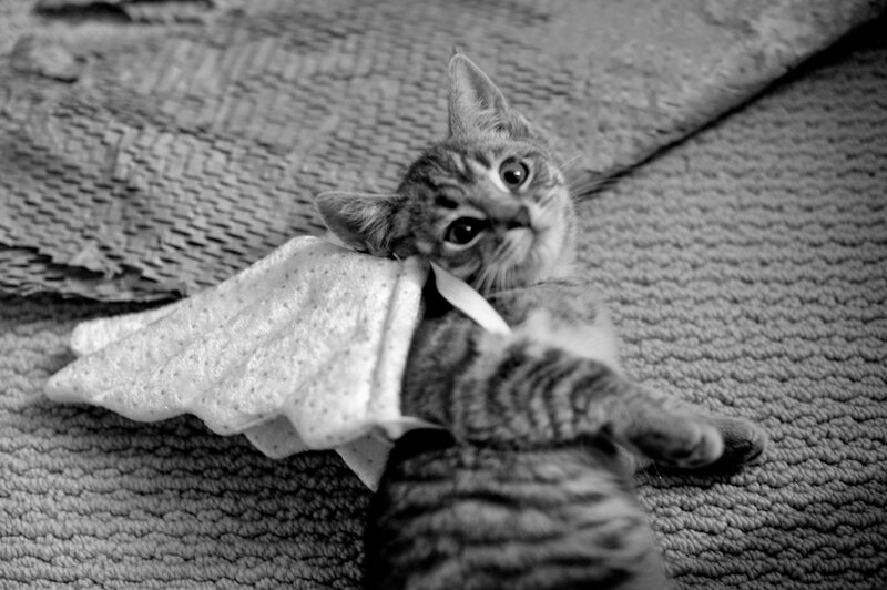 Kitten with Toy Wings