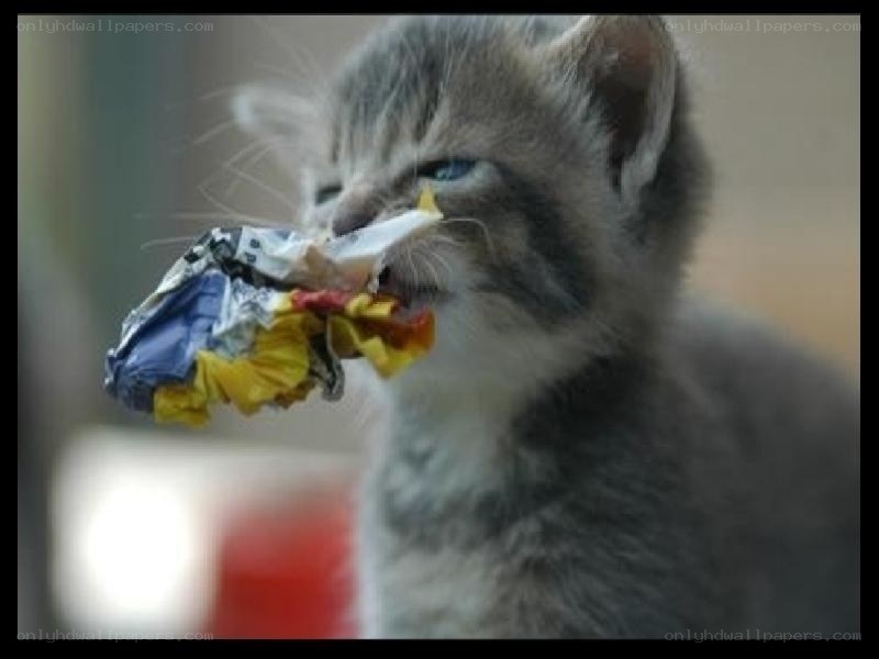 kitten with trash in mouth