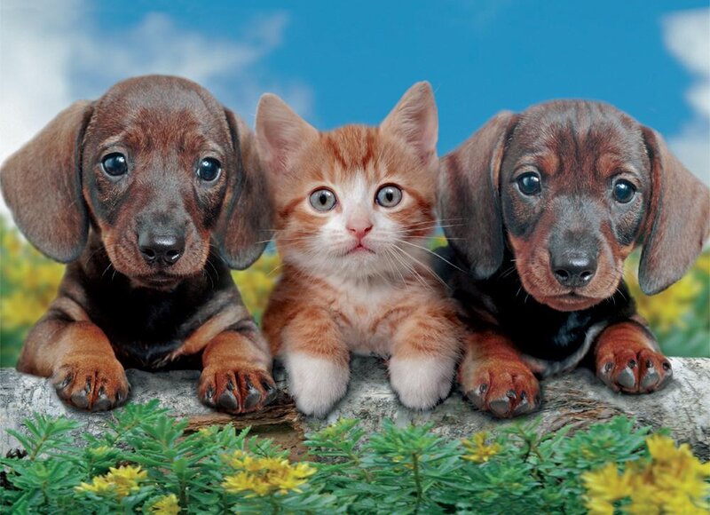 Kitten with Two Puppies