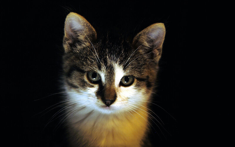 Kitten with White Chest